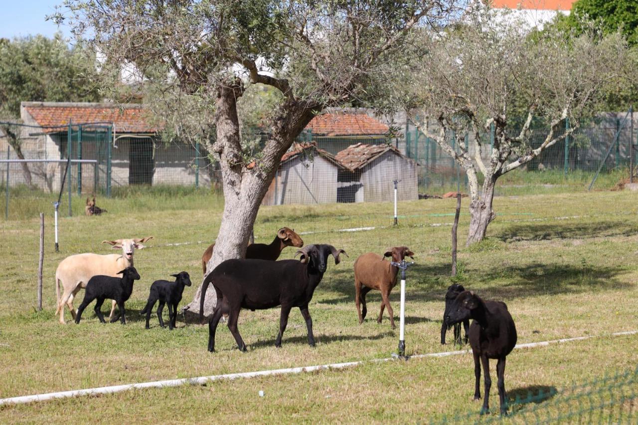 הוילה Pinhanços Quinta Dos Patos מראה חיצוני תמונה